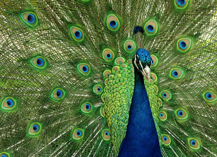 Peacock showing his feathers